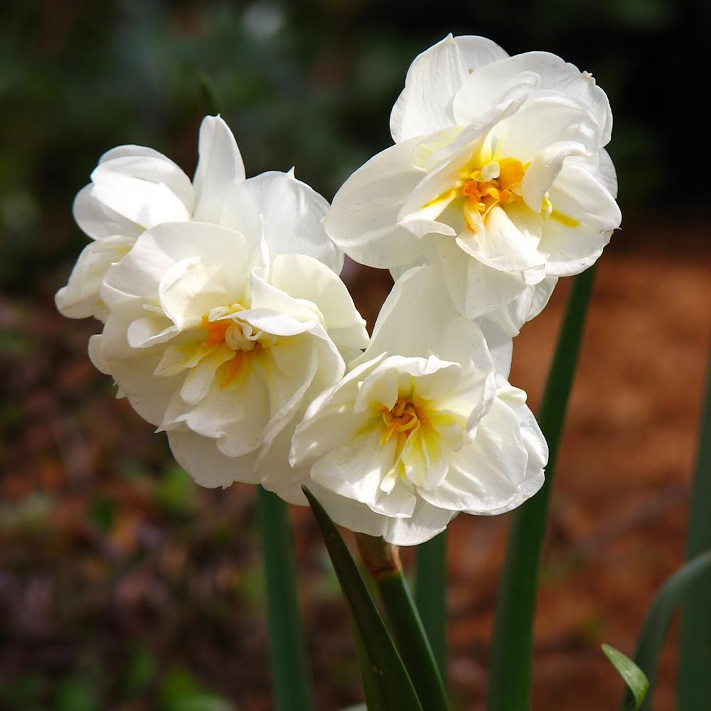 Bulbi Narcise Double Mixed (5 Bucati/Pachet)