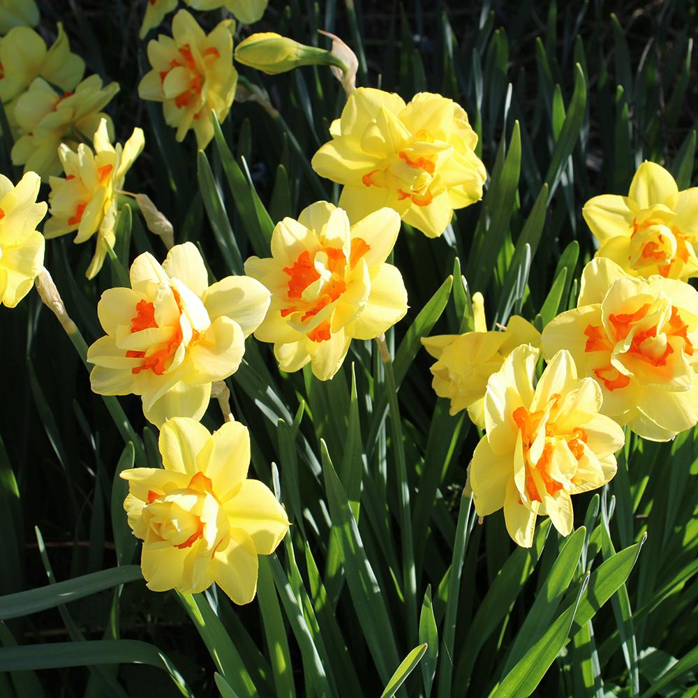 Bulbi Narcise Double Mixed (5 Bucati/Pachet)