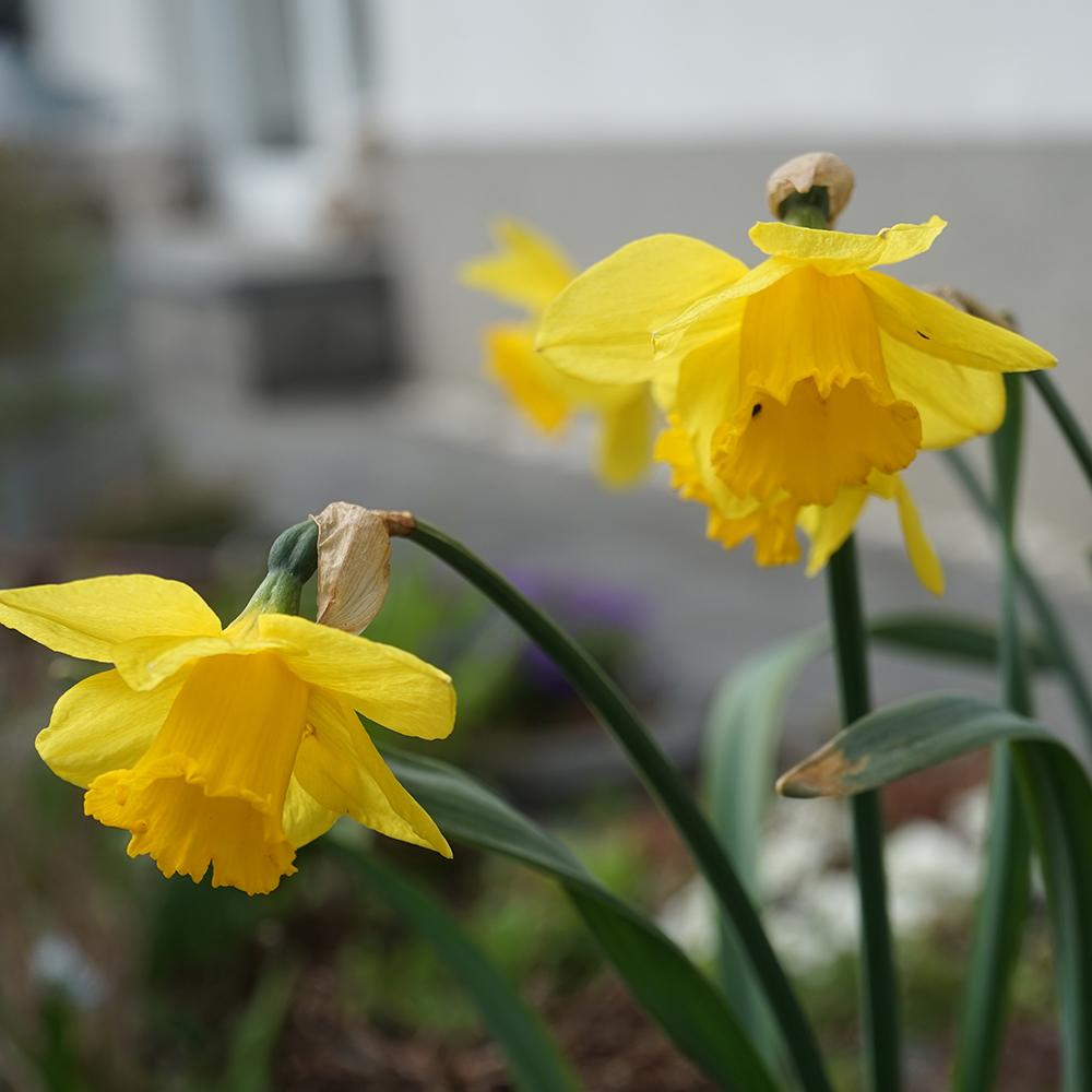 Bulbi Narcise Dutch Master (5 Bucati/Pachet)