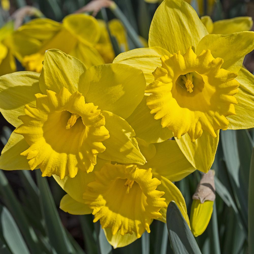 Bulbi Narcise Dutch Master (5 Bucati/Pachet)