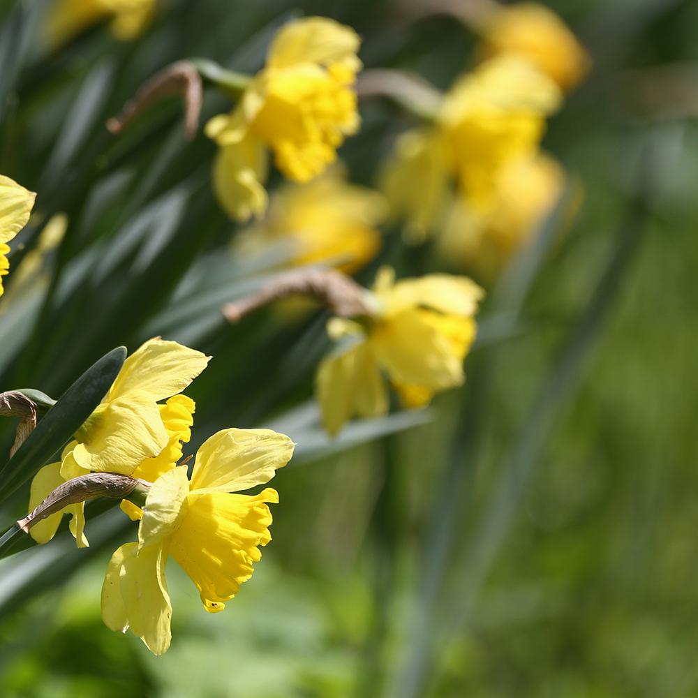 Bulbi Narcise Dutch Master (5 Bucati/Pachet)