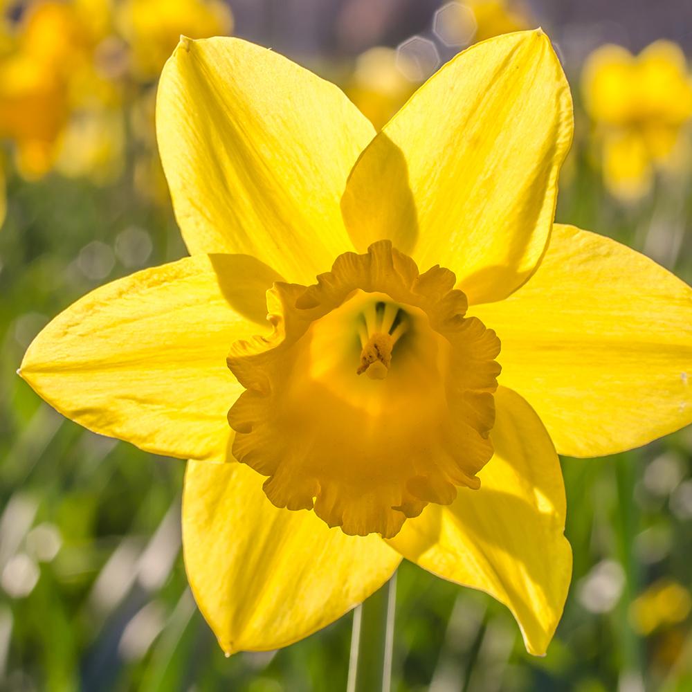 Bulbi Narcise Dutch Master (5 Bucati/Pachet)