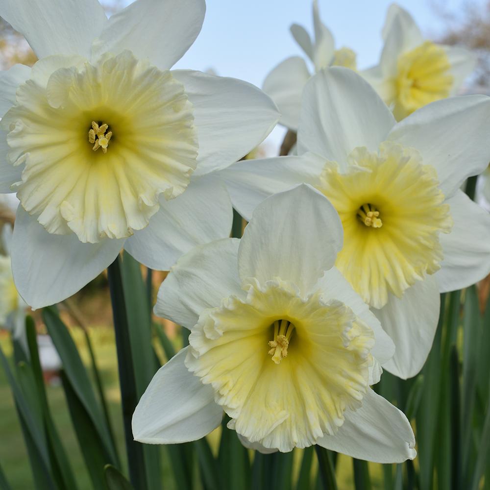 Bulbi Narcise Ice Follies (5 Bucati/Pachet)