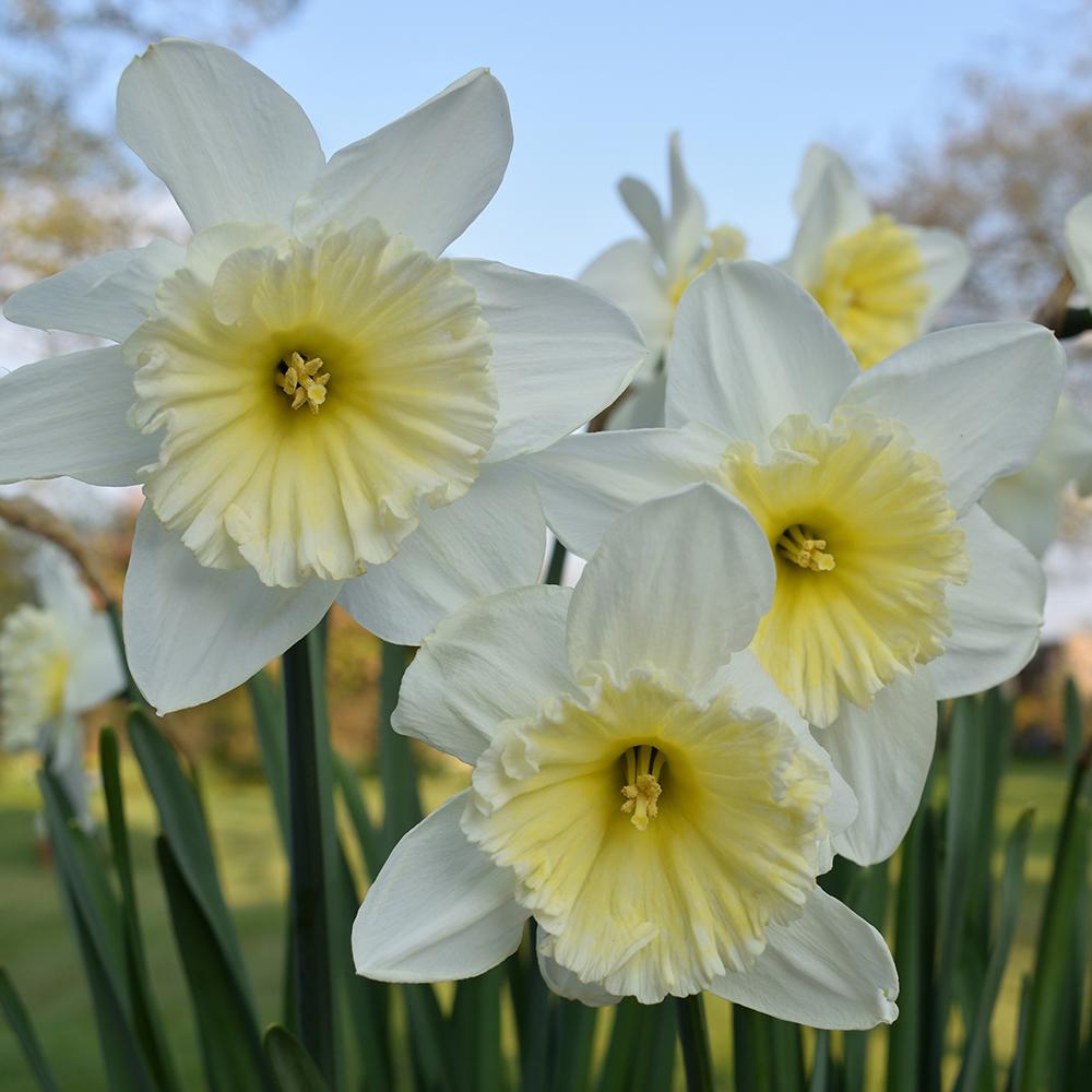 Bulbi Narcise Ice Follies (5 Bucati/Pachet)