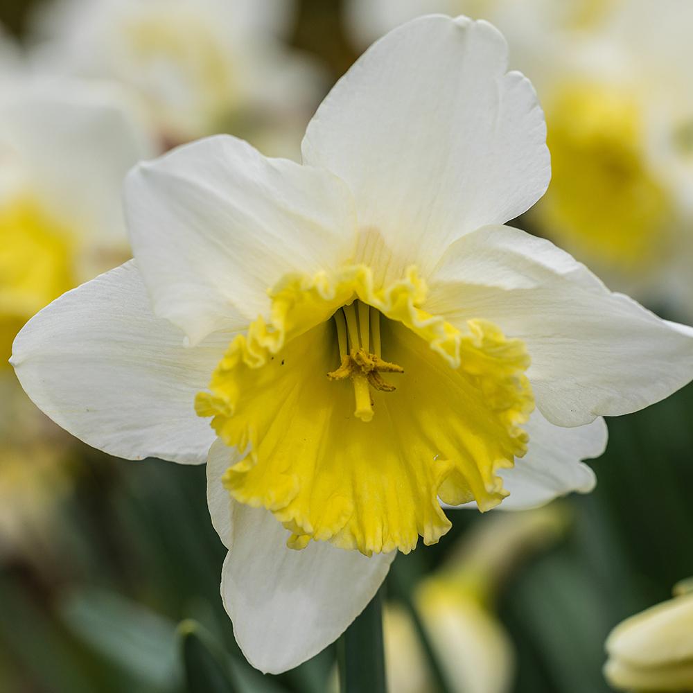 Bulbi Narcise Ice Follies (5 Bucati/Pachet)