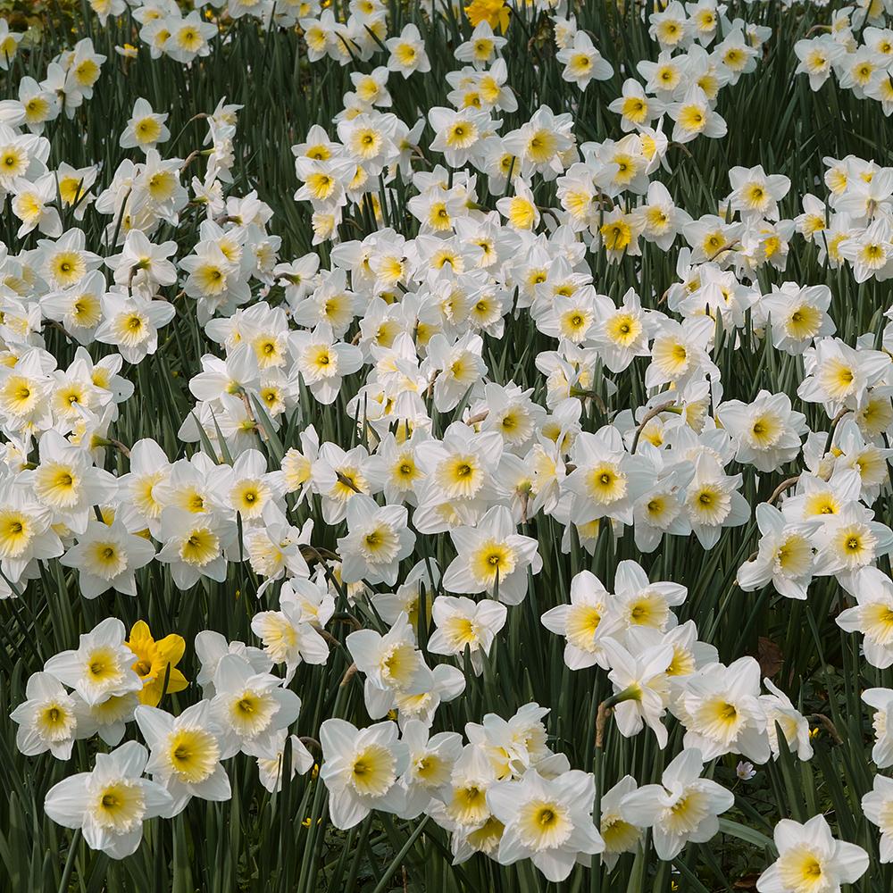 Bulbi Narcise Ice Follies (5 Bucati/Pachet)