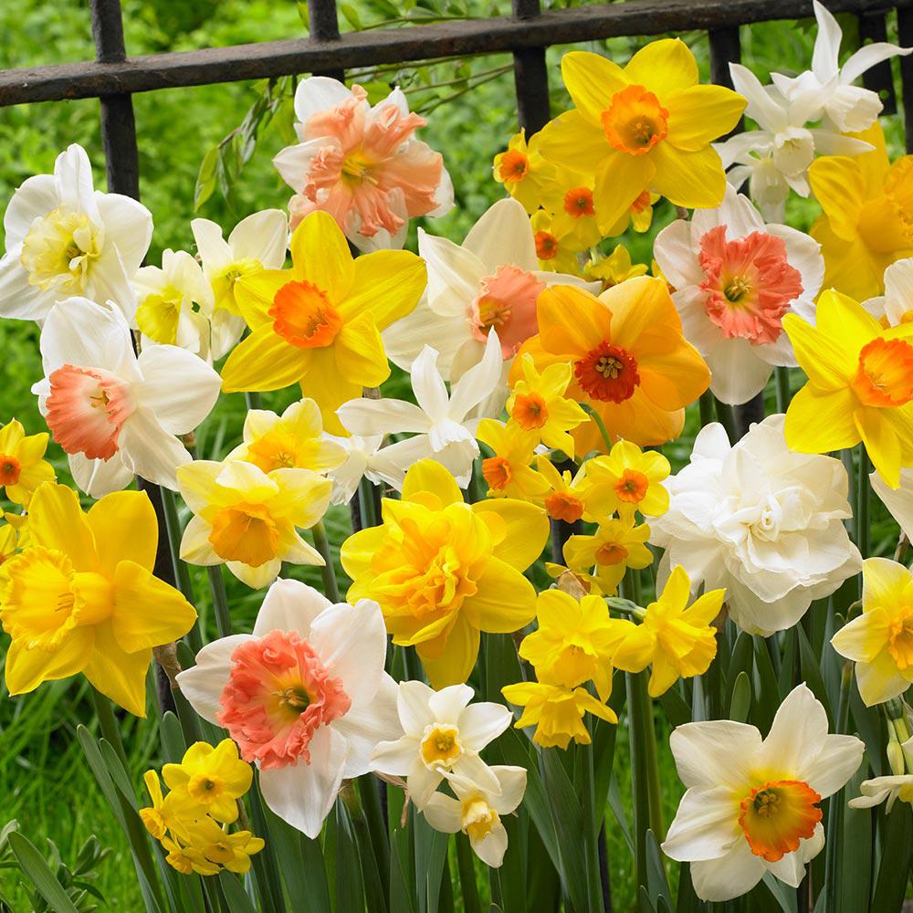 Bulbi Narcise Mixed (5 Bucati/Pachet)