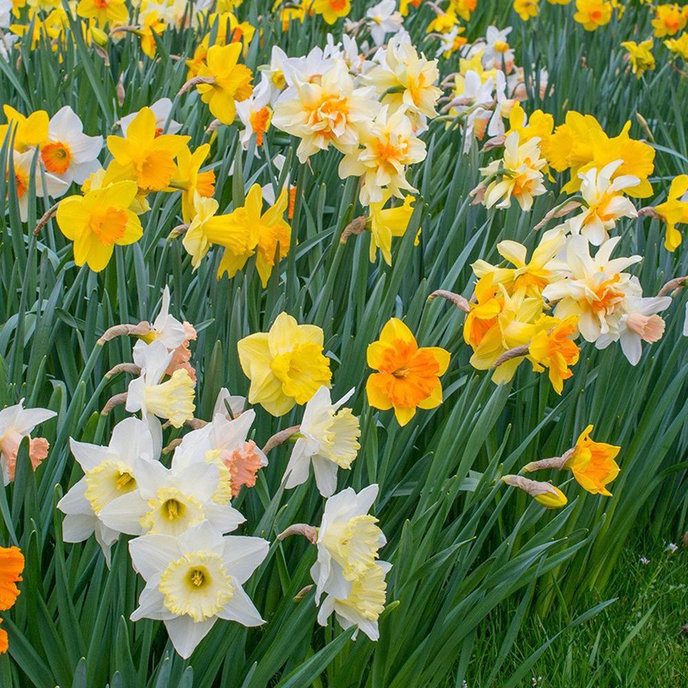 Bulbi Narcise Mixed (5 Bucati/Pachet)