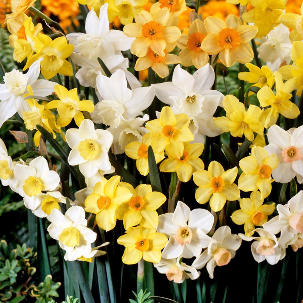 Bulbi Narcise Specie Mixed (5 Bucati/Pachet)
