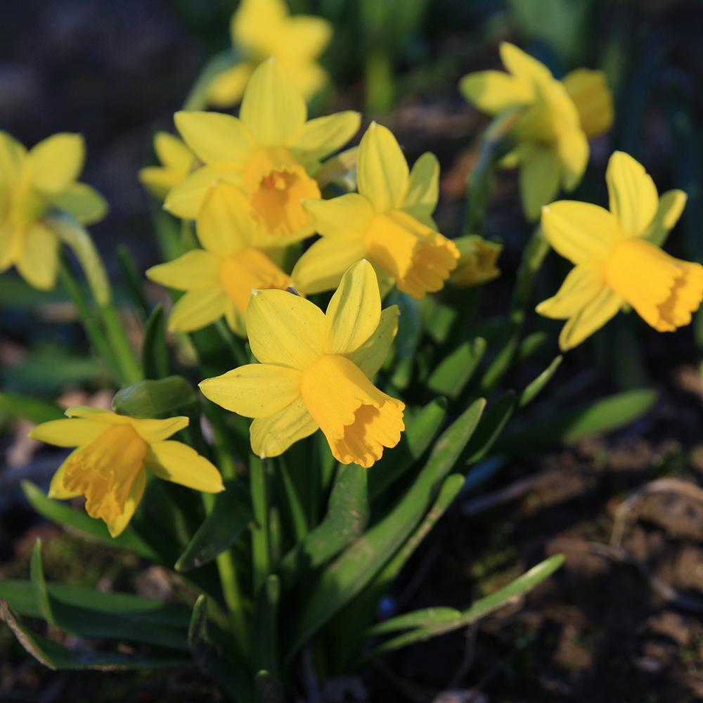 Bulbi Narcise Tete A Tete (5 Bucati/Pachet)