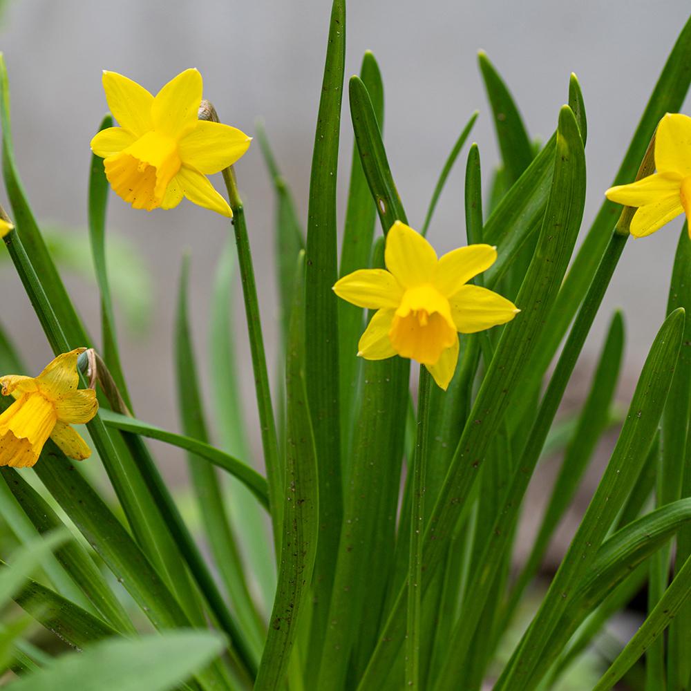Bulbi Narcise Tete A Tete (5 Bucati/Pachet)