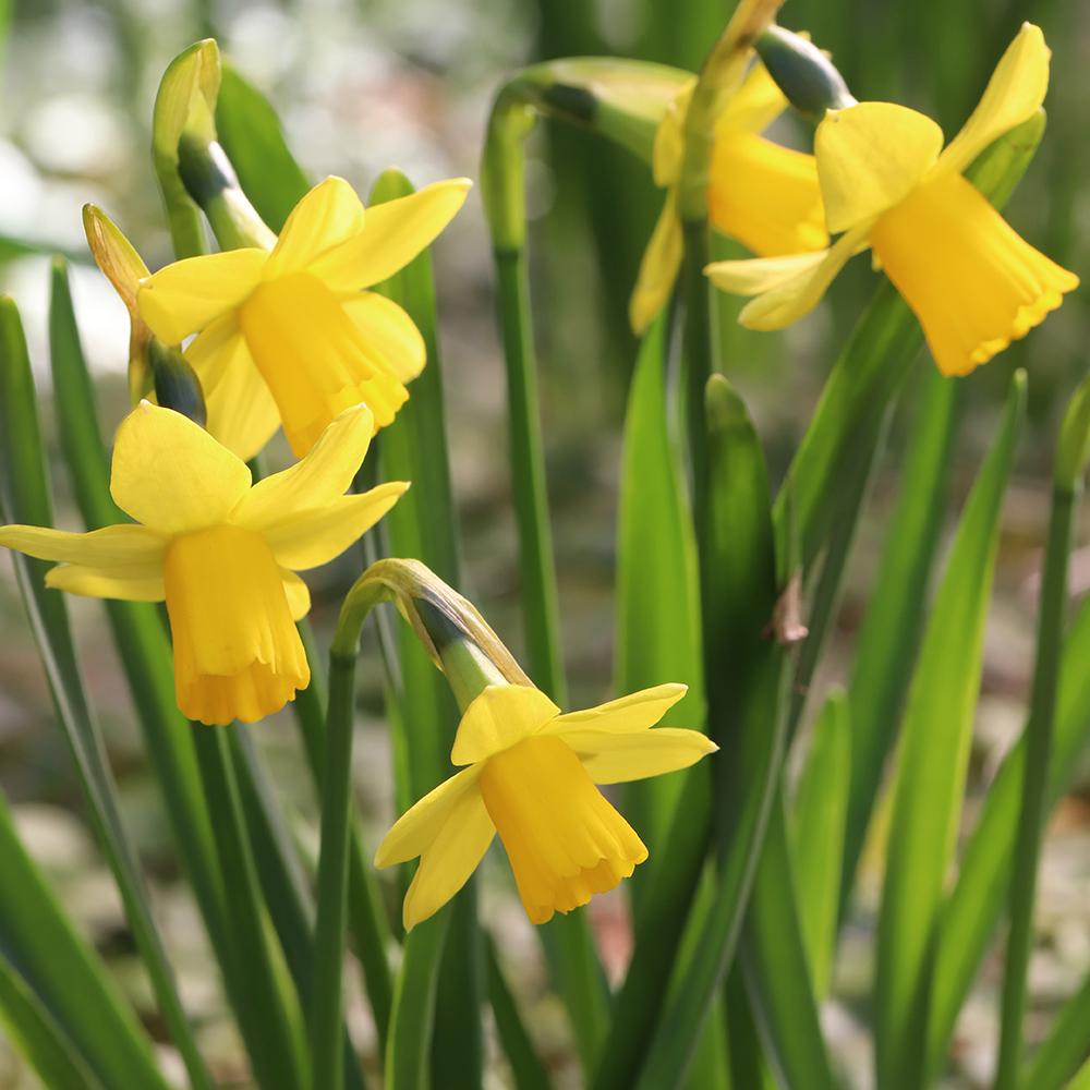 Bulbi Narcise Tete A Tete (5 Bucati/Pachet)