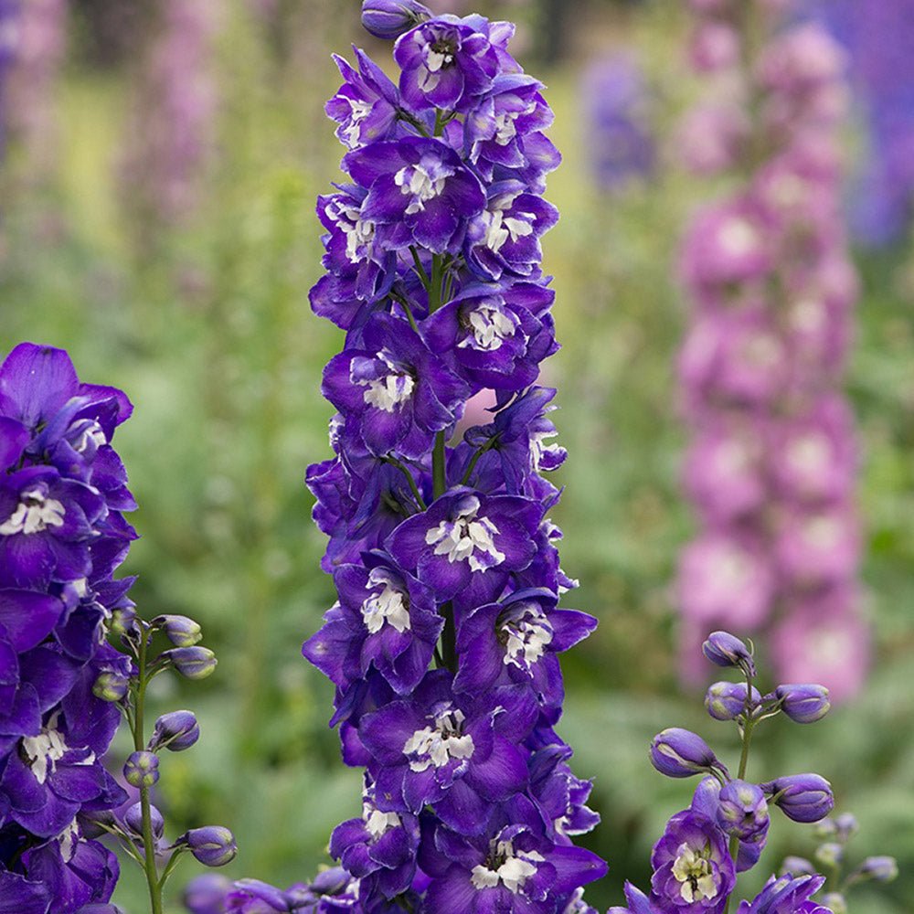 Nemtisor (Delphinium) Aurora Deep Purple - Planta Perena cu Flori Purpuriu Inchis