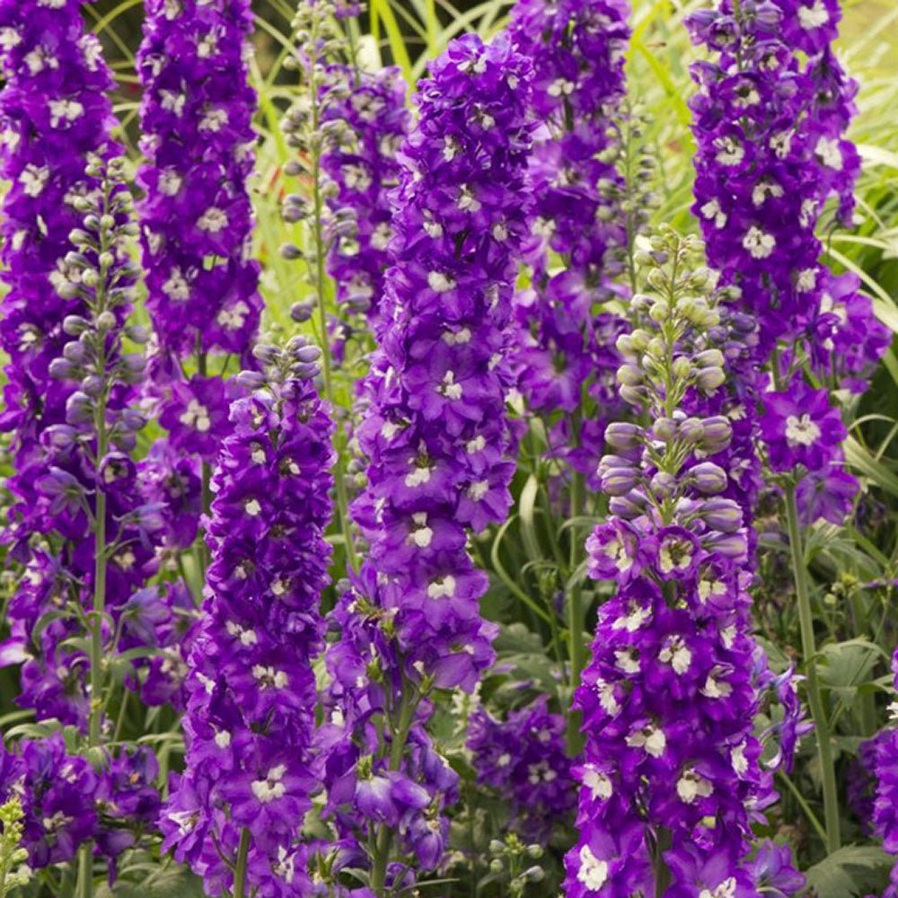 Nemtisor (Delphinium) Aurora Deep Purple - Planta Perena cu Flori Purpuriu Inchis