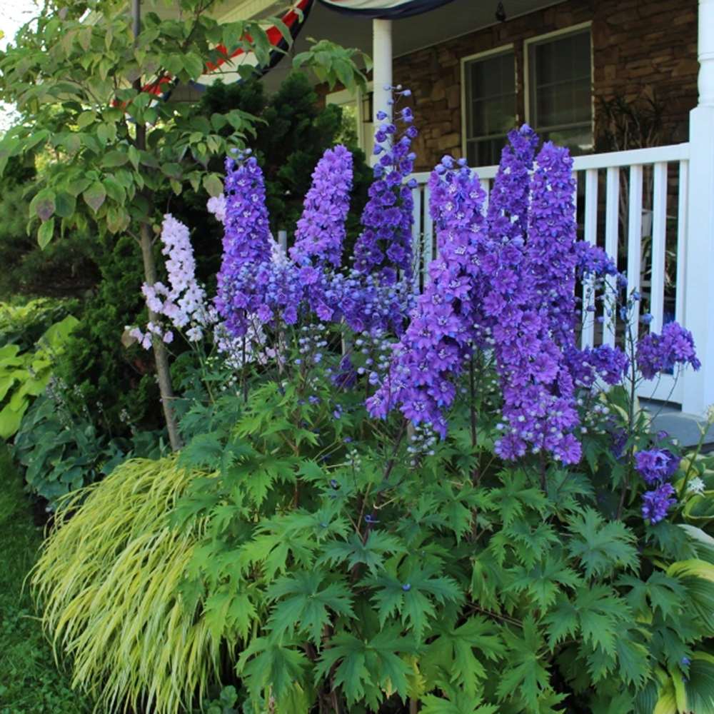 Nemtisor (Delphinium) Black Knight - Planta Perena cu Flori Albastre Inchis"