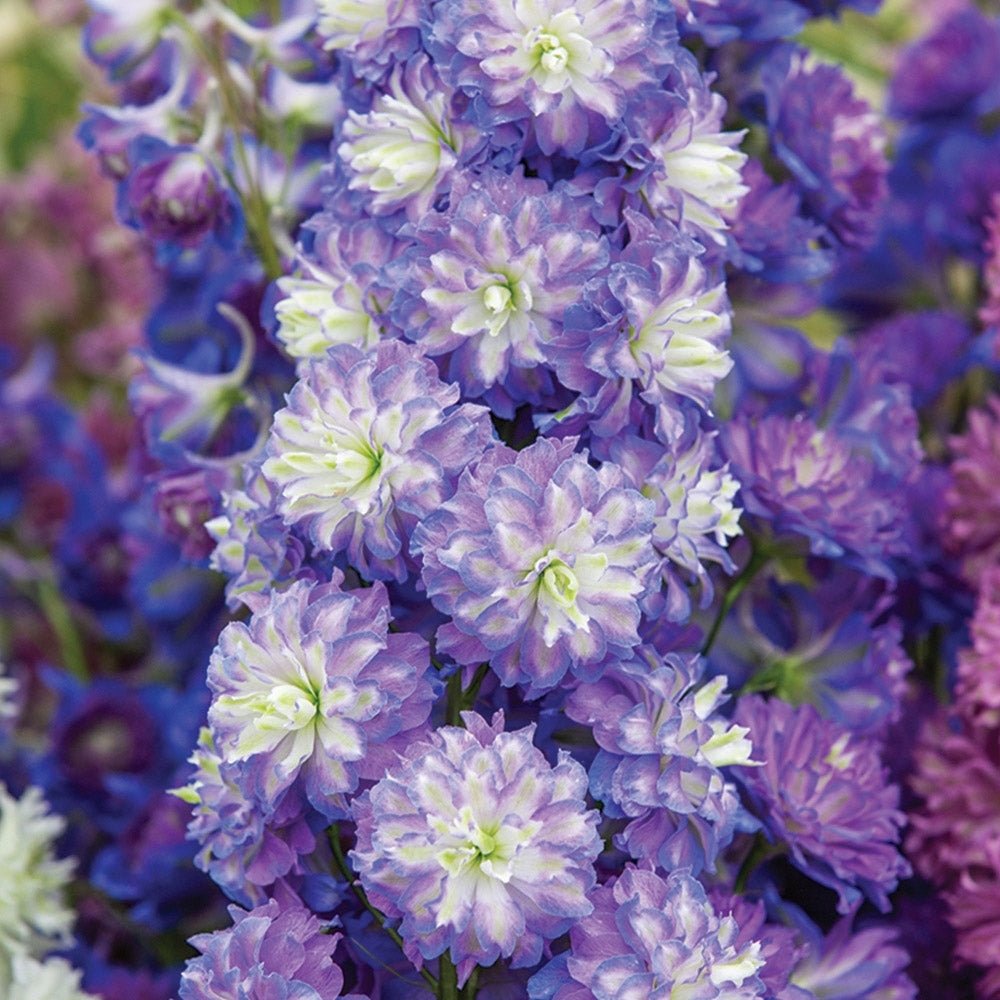 Nemtisor (Delphinium) Highlander Bolero