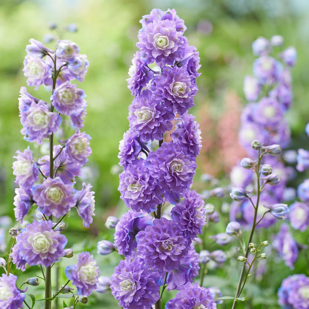 Nemtisor (Delphinium) Highlander Bolero