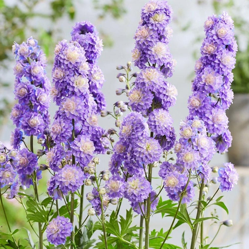Nemtisor (Delphinium) Highlander Bolero