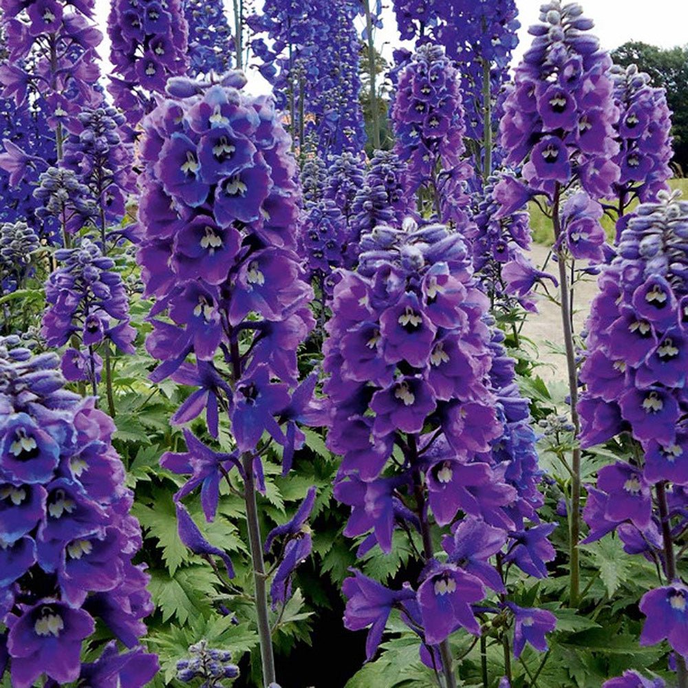 Nemtisor (Delphinium) Magic Fountain Dark Blue - Planta cu flori albastre