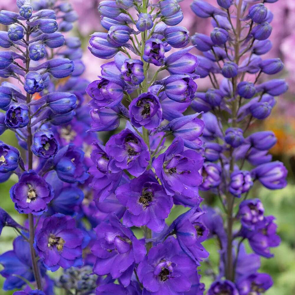 Nemtisor (Delphinium) Magic Fountain Dark Blue - Planta cu flori albastre