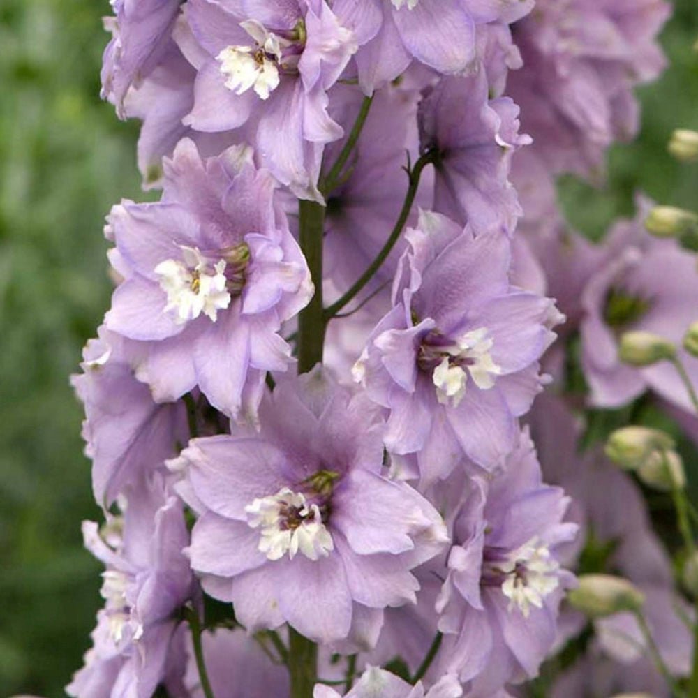Nemtisor (Delphinium) Magic Fountain Pink Shades- Planta perena cu flori roz intens