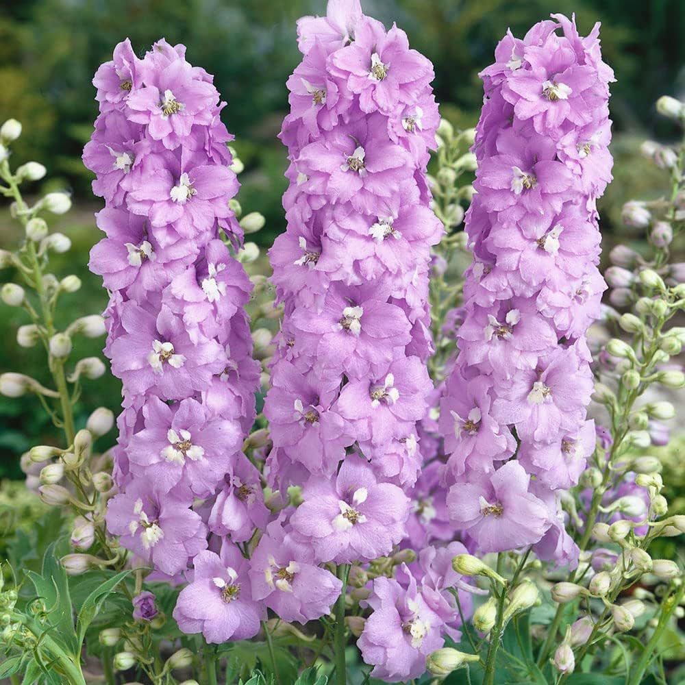 Nemtisor (Delphinium) Magic Fountain Pink Shades- Planta perena cu flori roz intens