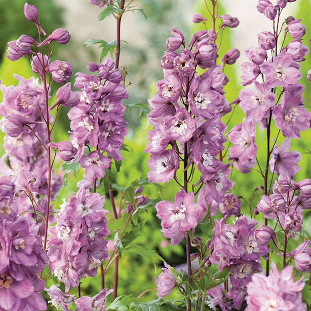 Nemtisor (Delphinium) Magic Fountain Pink Shades- Planta perena cu flori roz intens