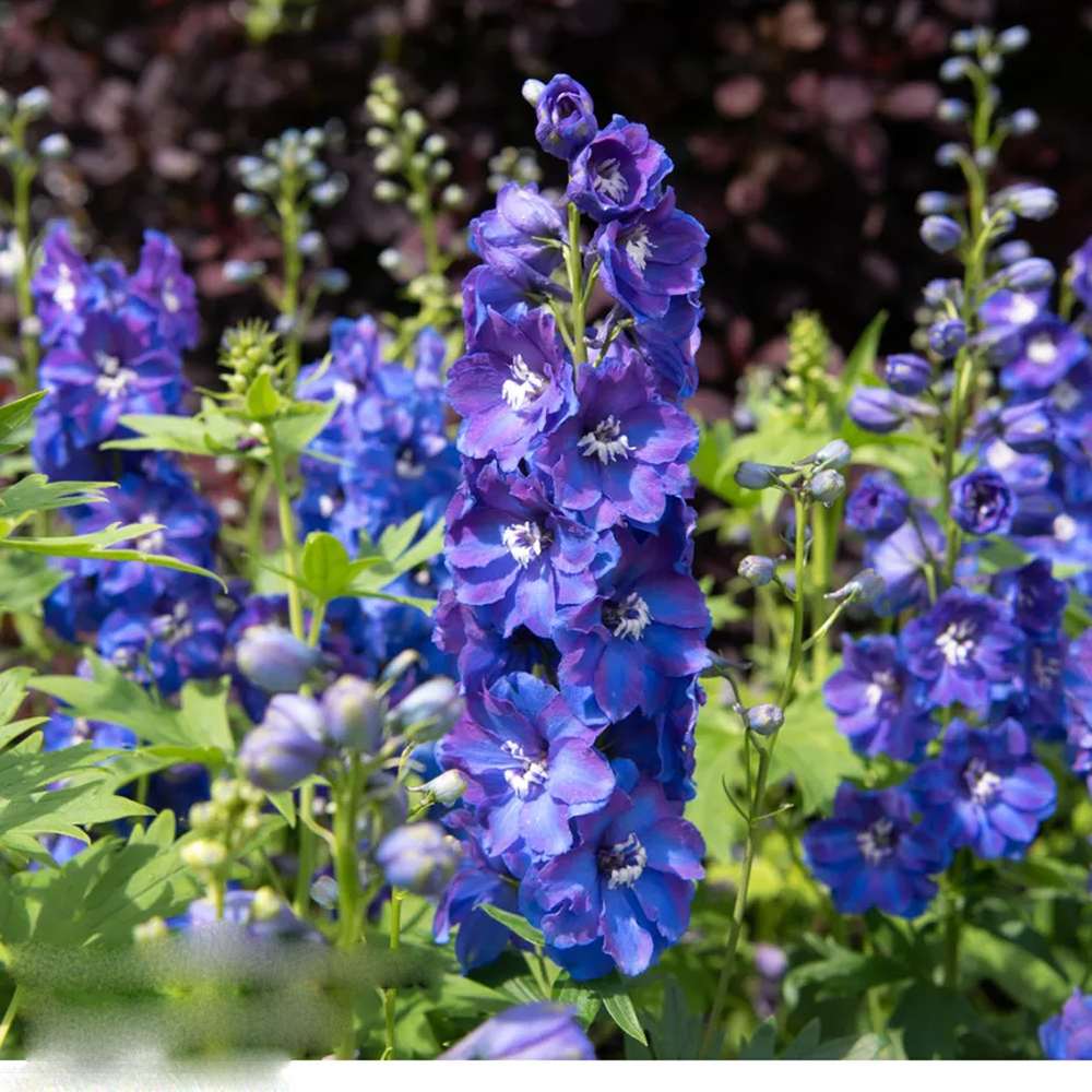 Nemtisor (Delphinium) Ocean Tiara Blue - Planta decorativa cu flori albastre