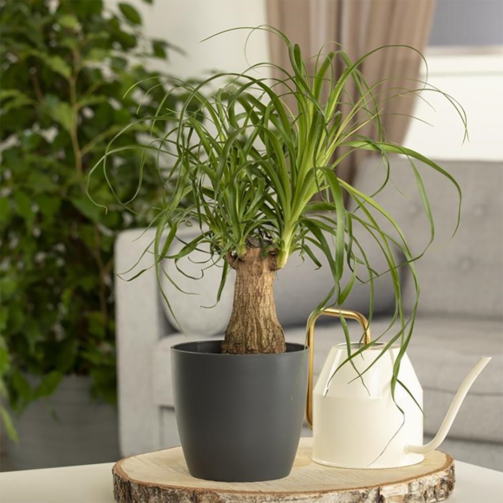 Nolina Recurvata, Picior de Elefant (Beaucarnea Recurvata) - 35 cm