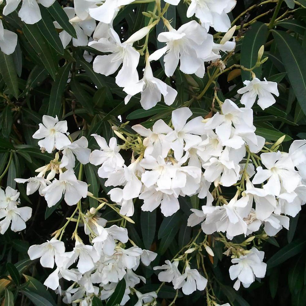 Leandru Nerium Tip Copac, cu flori albe