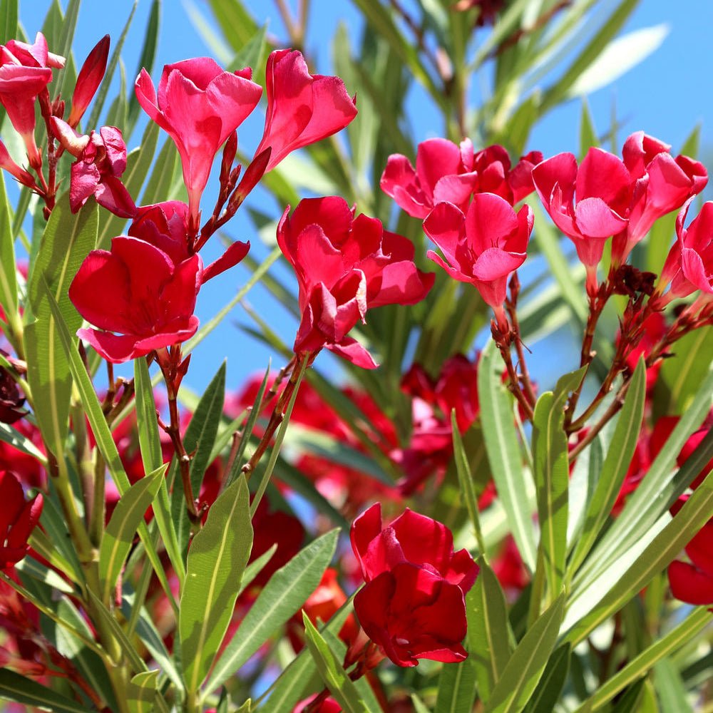 Leandru Nerium Tufa, cu flori rosii
