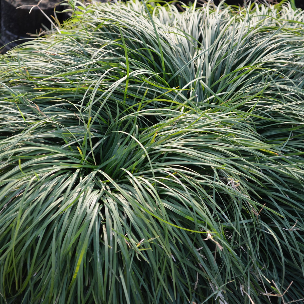 Ophiopogon Silver Mist