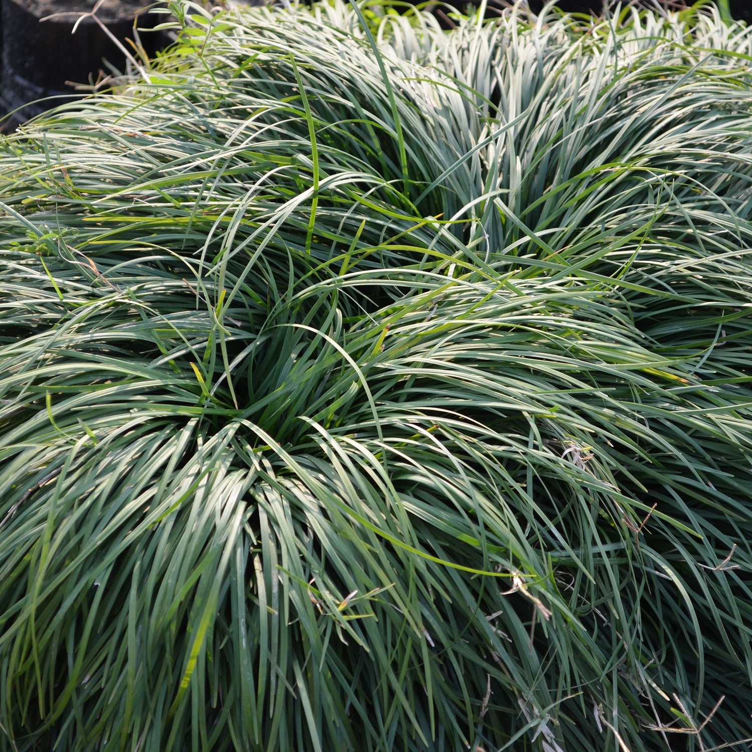 Ophiopogon Silver Mist