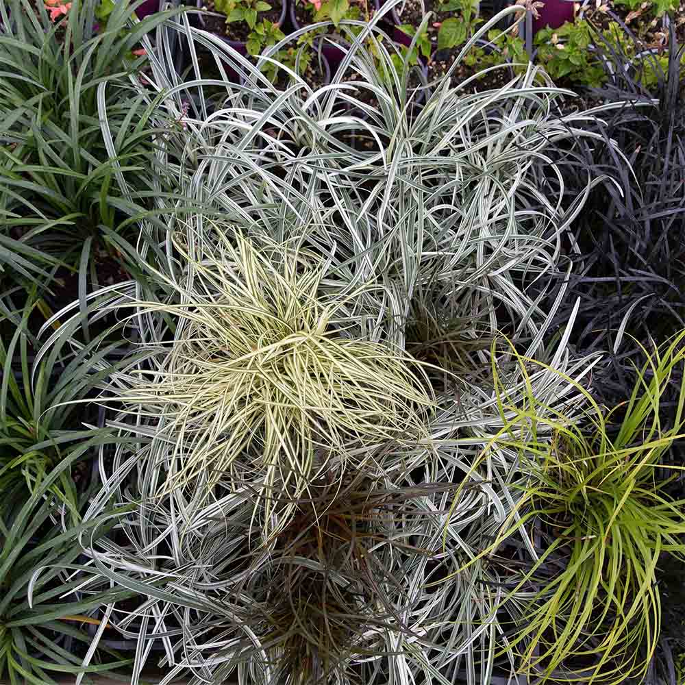 Ophiopogon Silver Mist