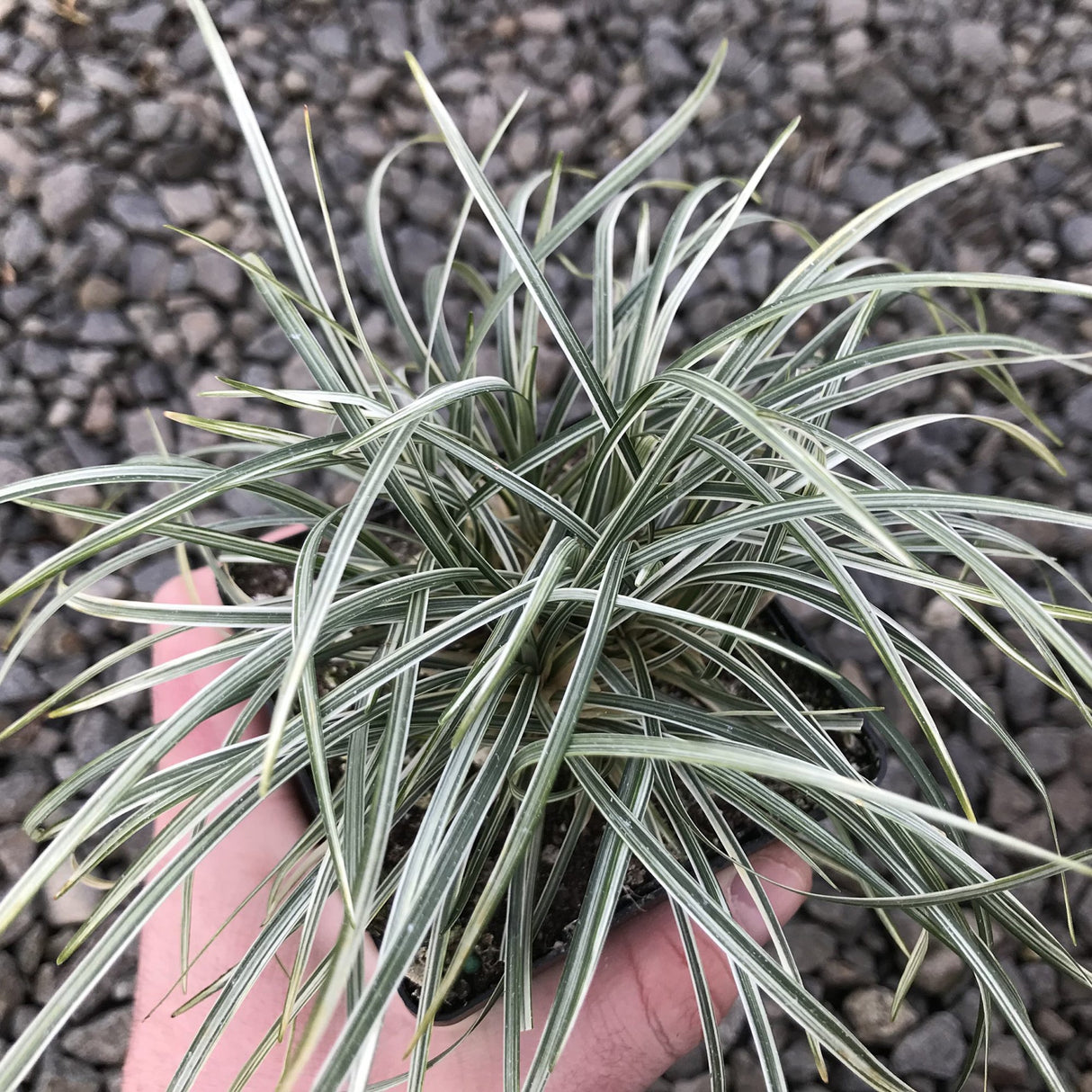 Ophiopogon Silver Mist