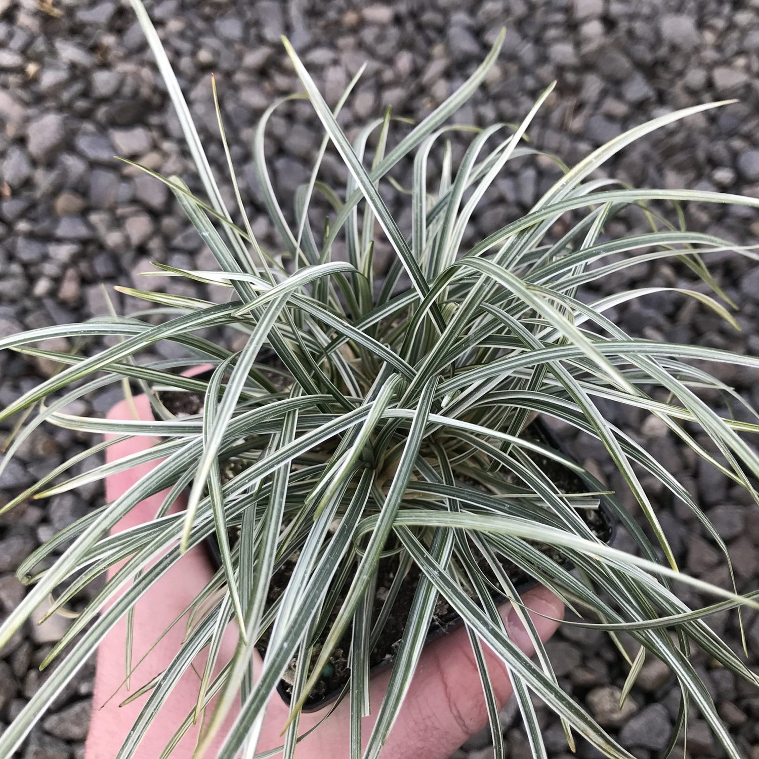 Ophiopogon Silver Mist