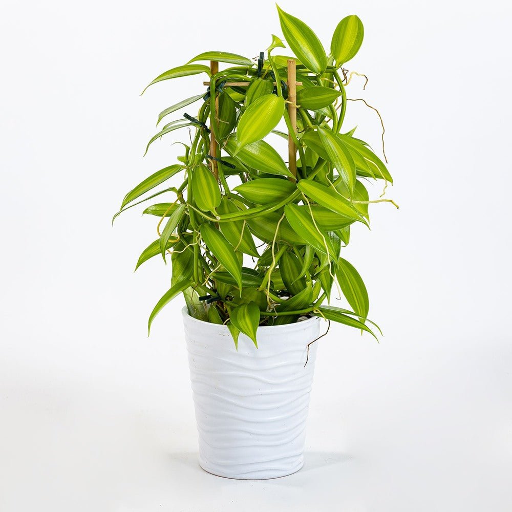 Orhideea de Vanilie (Vanilla Planifolia)