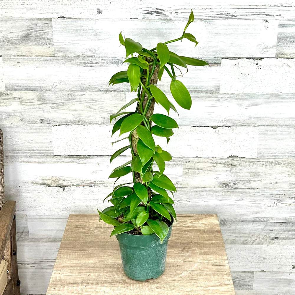 Orhideea de Vanilie (Vanilla Planifolia)