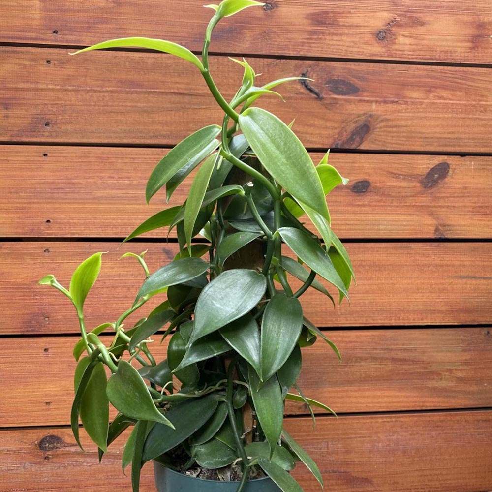Orhideea de Vanilie (Vanilla Planifolia)