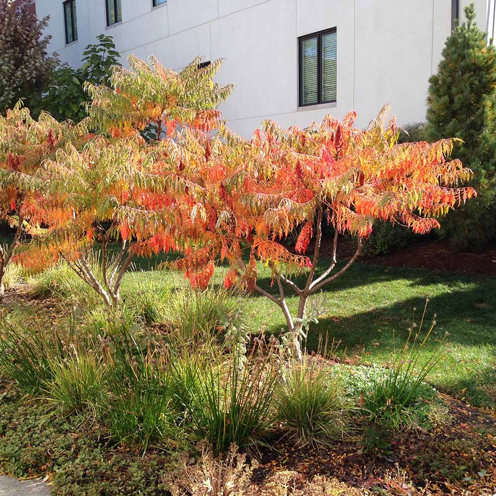 Otetar Rosu Tiger Eyes