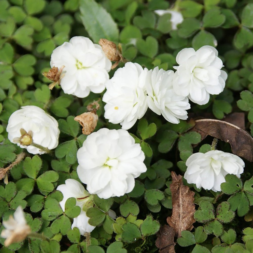 Oxalis Magellanica Nelson