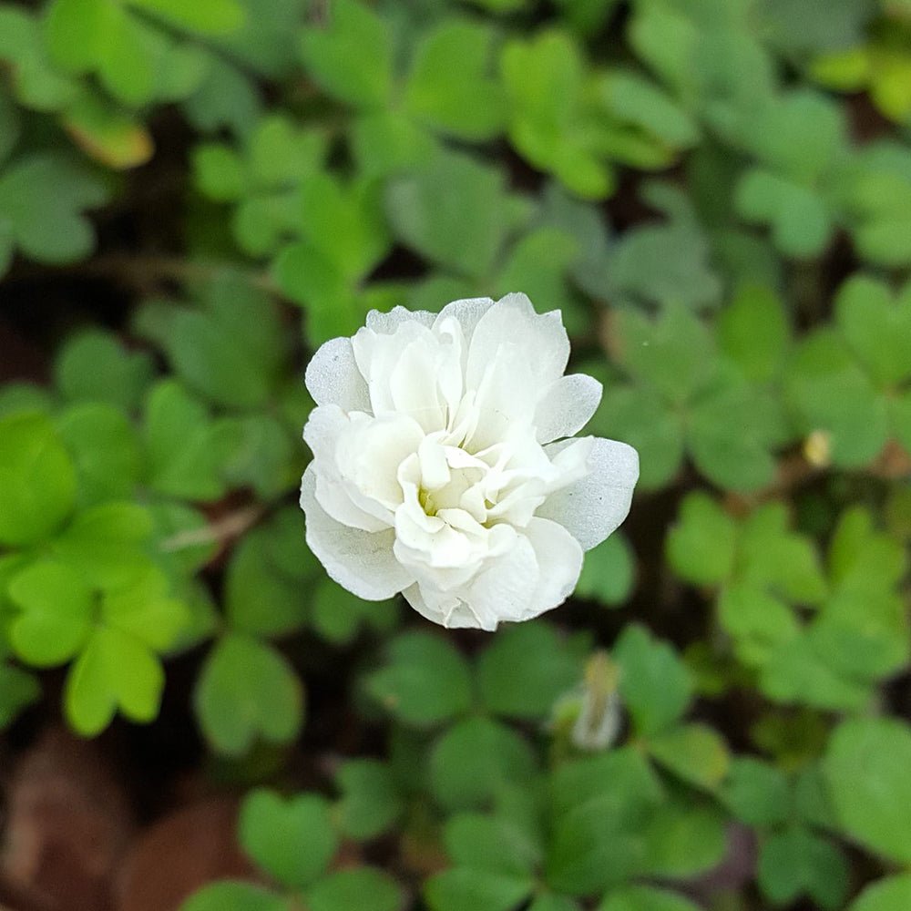 Oxalis Magellanica Nelson