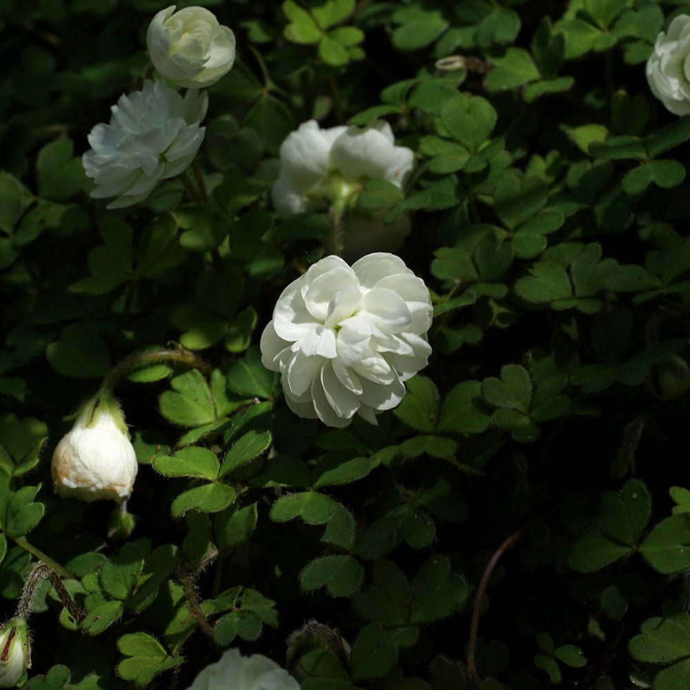 Oxalis Magellanica Nelson