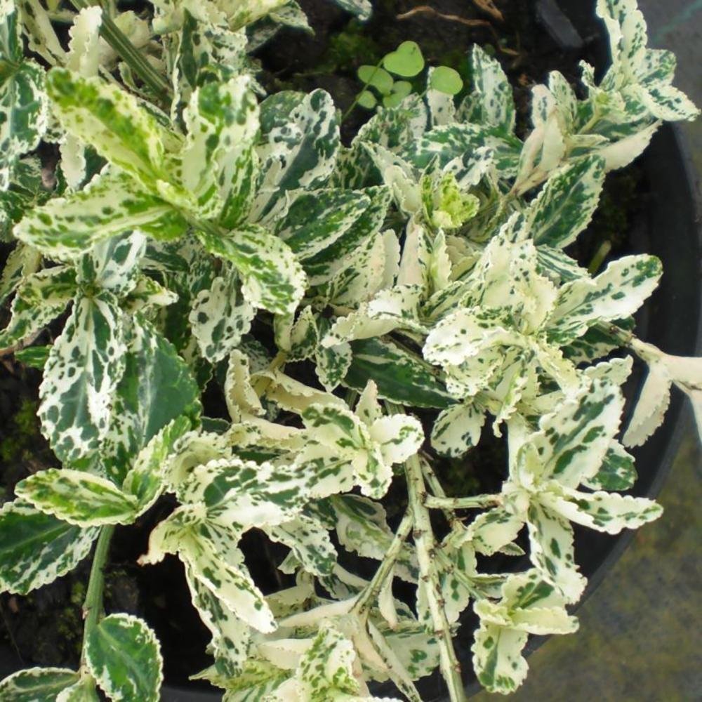 Pachet Promo Euonimus