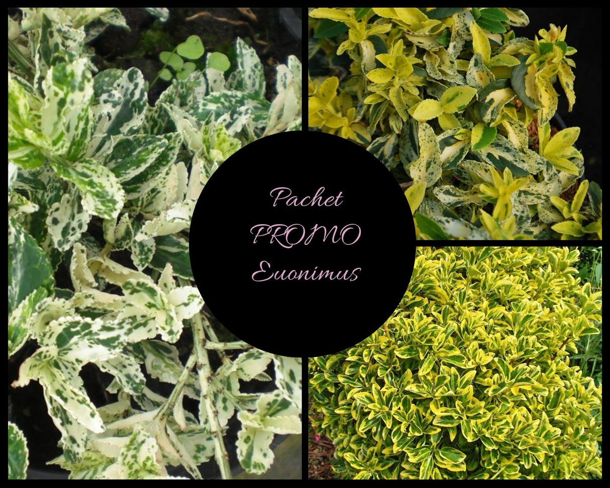 Pachet Promo Euonimus