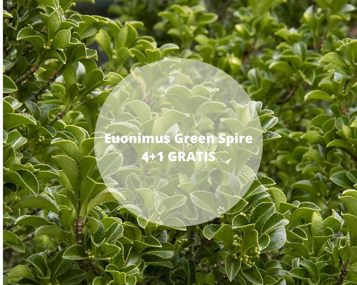 Pachet Promo Euonimus Green Spire - 4+1 Gratis