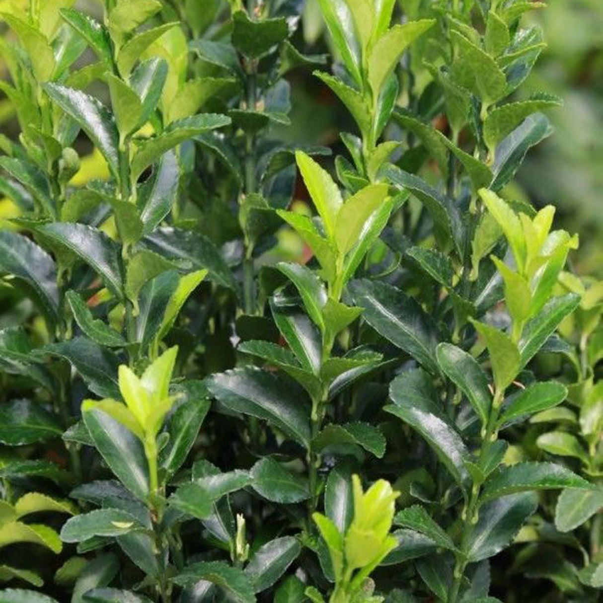 Pachet Promo Euonimus Green Spire - 4+1 Gratis