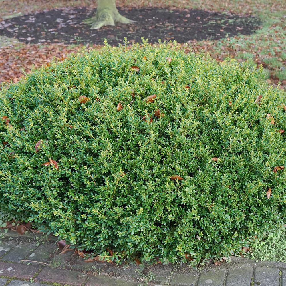 Pachet Promo Laur Japonez