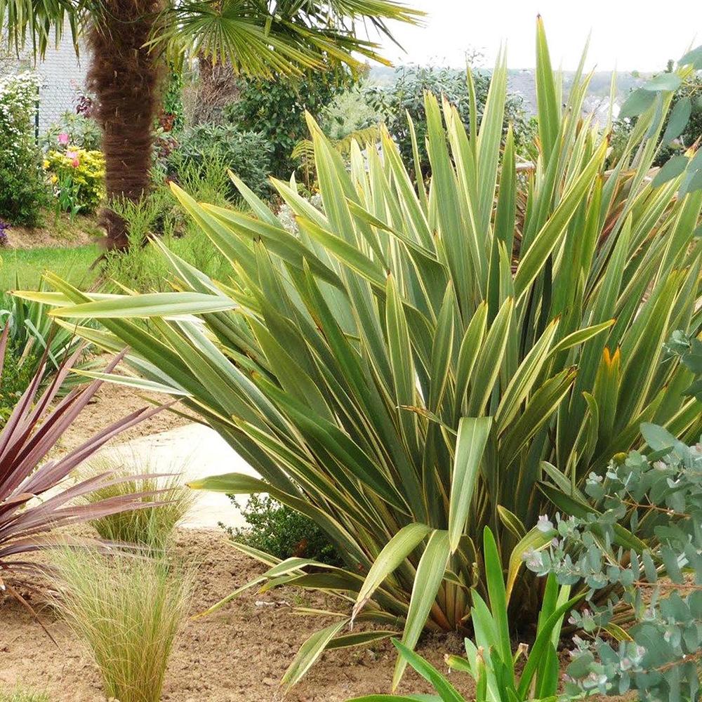Pachet Promo Phormium - Mix Culori
