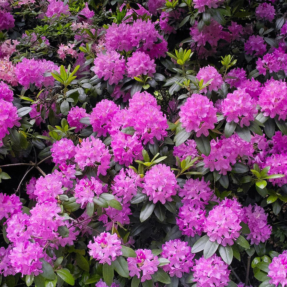 Pachet Promo Rhododendron - Mix Culori